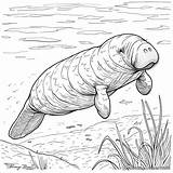 Manatee Coloring Pages  Free & Printable sketch template