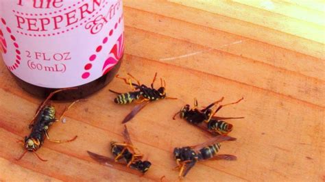 Easy Ways to Get Rid of Wasps and Hornets Wasp Killer, Bug Killer, Insecticide, Getting Rid Of ...
