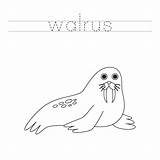 Premium Vector  Trace The letters And color Cartoon walrus Handwriting sketch template