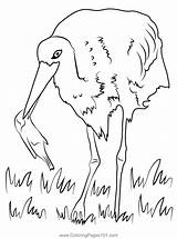 White Stork Eating Fish Coloring Page For Kids  Free Storks Printable sketch template