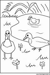 Kleurplaten Eenden Enten Patos Canards Eend Eendjes Dieren Planse Rata  sketch template