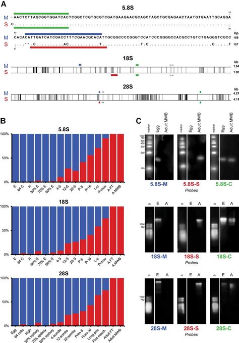 Expression of distinct maternal and somatic 5.8S, 18S, and 28S rRNA types during zebrafish ...