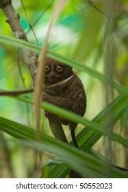 Philippine Tarsier Stock Photo 50552023 | Shutterstock