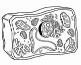 Biology Plant Cell coloring Page  Download Print Or Color Online For Free sketch template