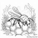 Honeycomb Coloring Pages  Free & Printable sketch template