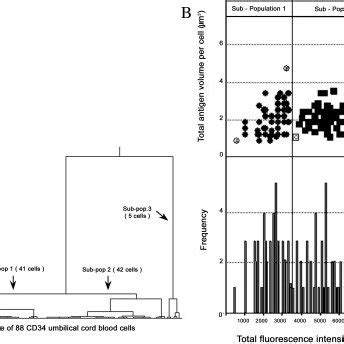 Optical sectioning microscopy of CD34 antigen distribution on a cord... | Download Scientific ...