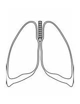 Lungs coloring page  Free Printable Coloring Pages sketch template