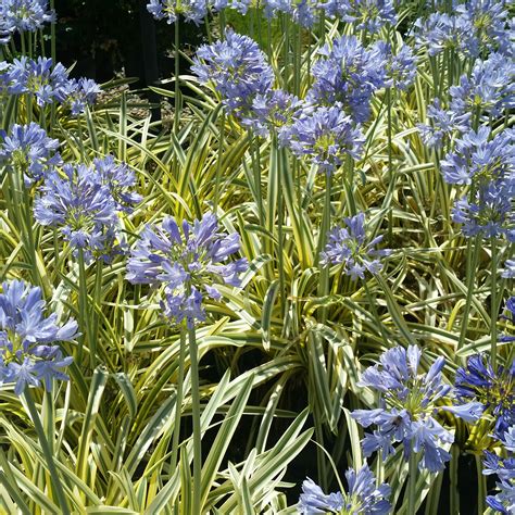 Agapanthus 'Queen of the Nile' - Lily of the Nile - Mid Valley Trees
