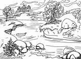 Beaver Near Flowing River Coloring Page  Free Printable Coloring Pages sketch template