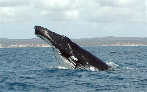 Talaksan:Humpback Whale fg1.jpg - Wikipedia, ang malayang ensiklopedya