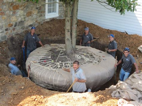 Large Tree Transplanting - Wallace Landscape Associates