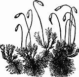 Moss Coloring Pages Coloring Pages sketch template