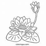 Water Lily Coloring Page sketch template