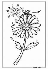 40  Mimosa Flower Coloring Pages FREE PDFs sketch template
