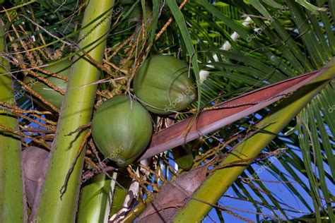 Palm Tree Nuts Stock Photo by ©tamifreed 38183289