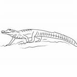 Coloring Pages Caiman Caimans Two Printable Reptiles Tortoise Animals  sketch template