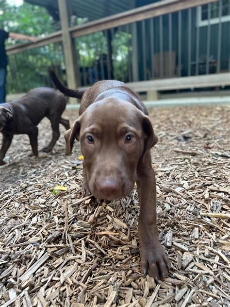 Dog for Adoption - Chocolate Lab Mix Puppies, a Labrador Retriever in ...