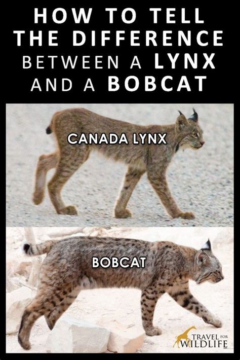 How to Tell the Difference Between a Bobcat and a Canada Lynx - Travel For Wildlife | Wild cats ...