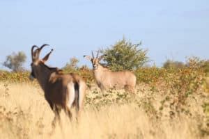 Roan Antelope Fun Facts: Africa’s Fearless Savanna Survivor