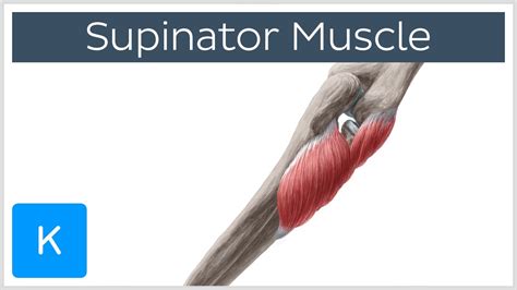 Supinator Muscle - Origins & Function - Human Anatomy | Kenhub - YouTube