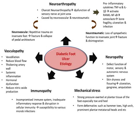 Pathophysiology Of Diabetic Foot Ulcer