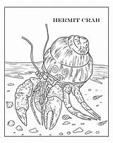 Hermit Crab On A Bottom Line Coloring Page  Free Printable sketch template