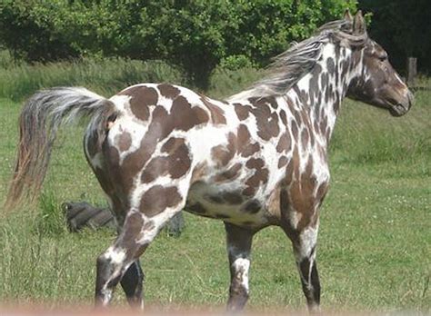 a brown and white horse standing on top of a lush green field