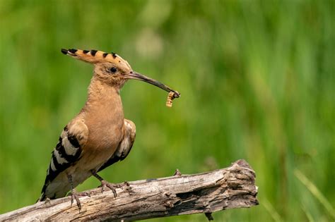 Jigsaw Photography Ltd | Hungary Wildlife Trip