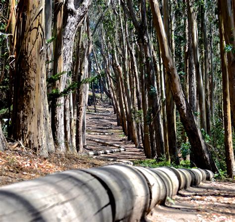 Why you should explore Andy Goldsworthy’s Wood Line