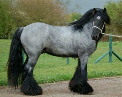 blue+roan+brabant Bandit Square saved to Horse of course on Pinterest | Pretty horses, Horses ...