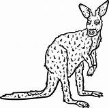 Coloring Kangaroo sketch template