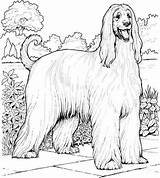 Hound Dog Coloring Sheet Pages sketch template