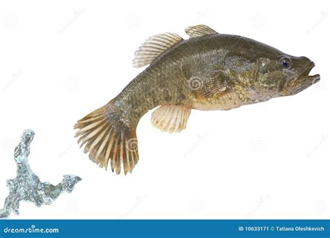 Fish Jumping Out Of A Water Stock Image - Image: 10633171