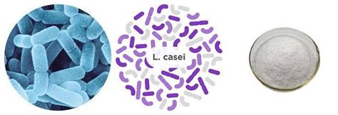 China Lactobacillus casei Manufacturers Suppliers Factory - Wholesale ...