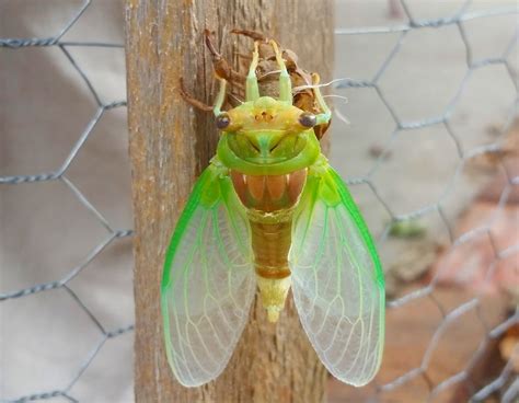 Cicada Shedding Its Skin | Smithsonian Photo Contest | Smithsonian Magazine