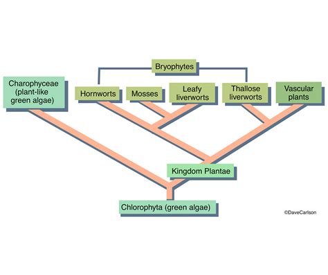 Bryophtye Phylogeny | Carlson Stock Art