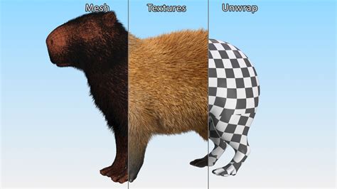 Capybara Fur 3D Model $129 - .max - Free3D