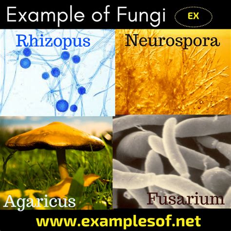 20 Examples of Fungi - Phycomycetes, Ascomycetes, Basidiomycetes and ...