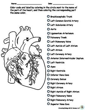 Heart Anatomy Color, Label and Learn | Blood Vessel Anatomy | Circulatory System