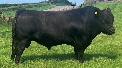 9 ways a farm is lifting beef cow efficiency - Farmers Weekly