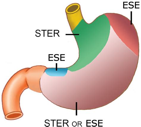 Different endoscopic resection techniques should be adopted for gastric... | Download Scientific ...