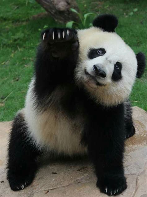 Youhoo..... | Baby panda, Cute baby animals, Panda bear