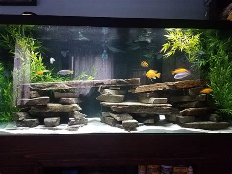 My newly re-scapped african cichlid tank : Aquariums