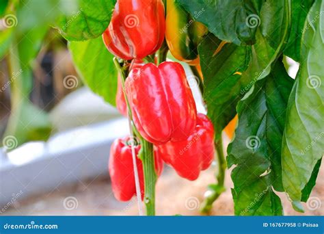 Sweet Bell Pepper Paprika Plant Growing in Farm. Vegatable Plantation in Garden Stock Photo ...