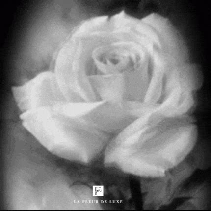 White Roses: Meaning, Symbolism, History - La Fleur De Luxe