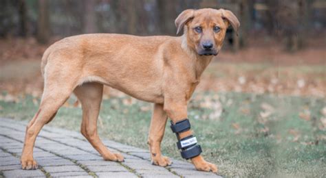 Why Is My Dog Limping? | Dog Leg Injuries Explained