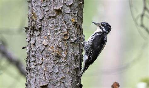 American Three-toed Woodpecker | Audubon Field Guide