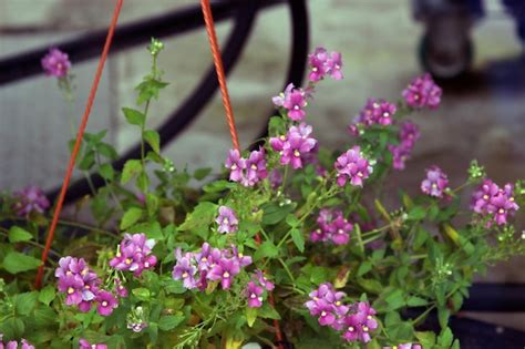 Premium Photo | Beautiful pink purple small nemesia flowers