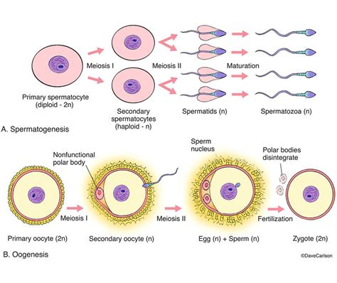 Spermatogenesis Vs Oogenesis Diagram