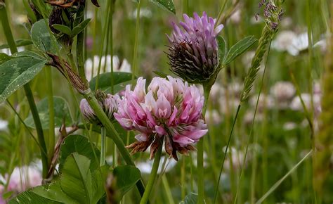 Flowers Grass Field Trifolium - Free photo on Pixabay